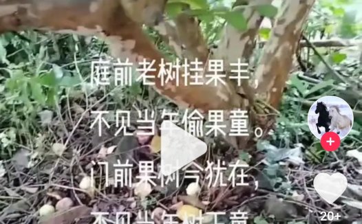 老的走了，小的不在回了